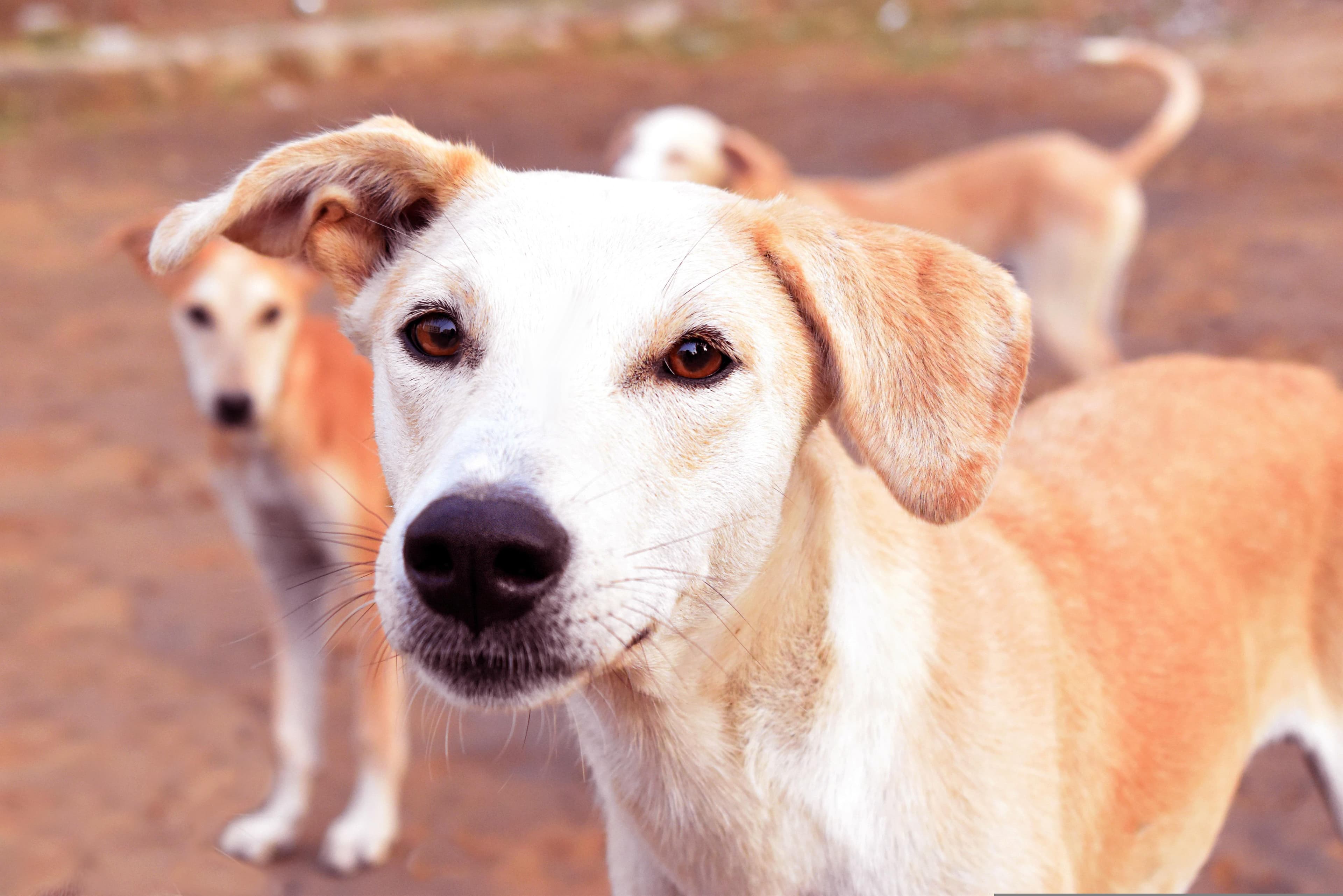 Adoptá un animal rescatado